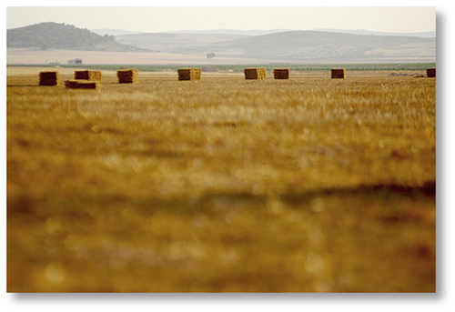 Field of Gold